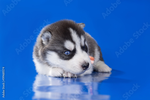 puppy Siberian husky on a blue background