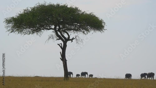 Elephants walking by an acacia tree