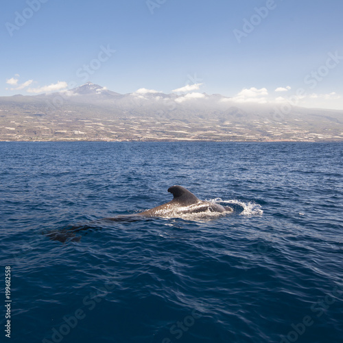 jumping dolphin in the sea