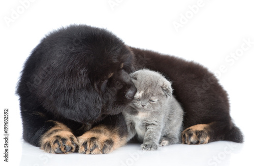 Tibetan mastiff puppy sniffing a tiny kitten. isolated on white background