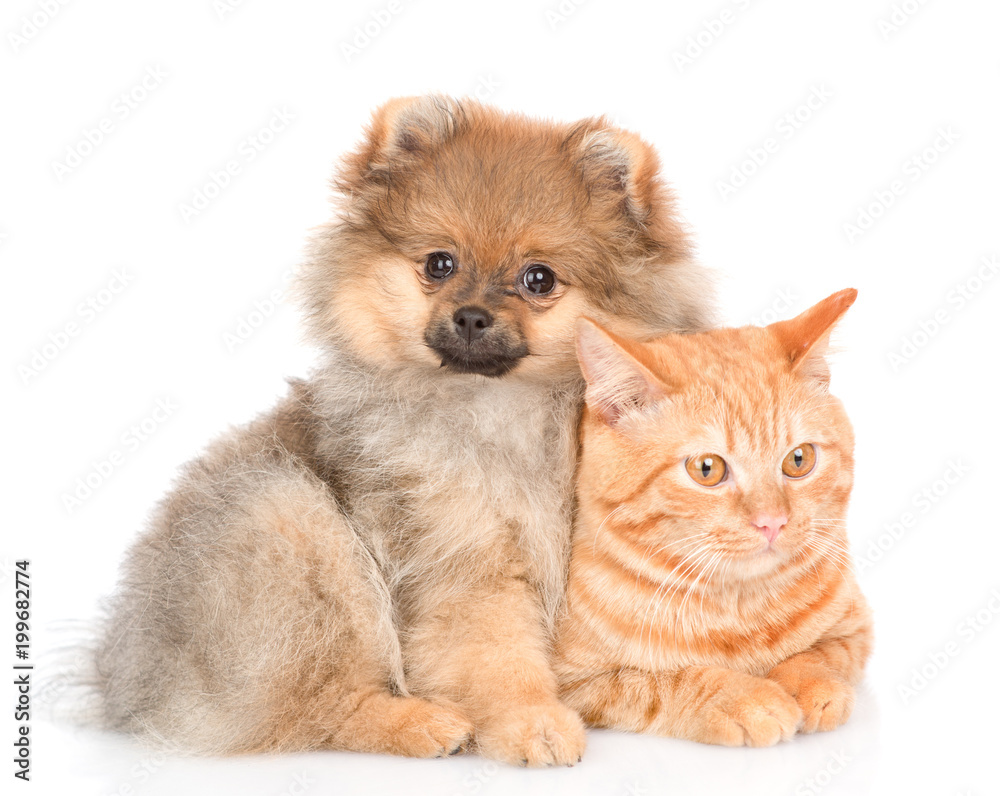 spitz puppy embraces a cat. looking at camera. isolated on white background spitz puppy embraces a cat. looking at camera. isolated on white background