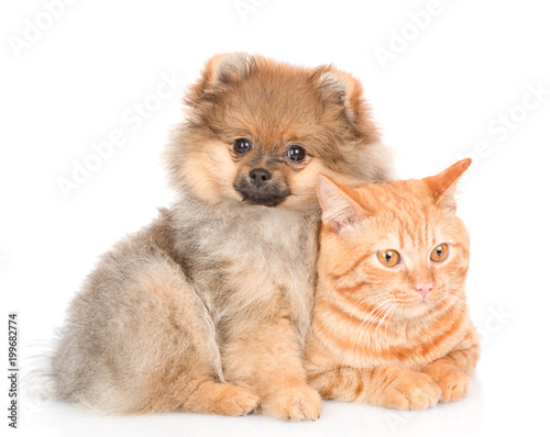 spitz puppy embraces a cat. looking at camera. isolated on white background