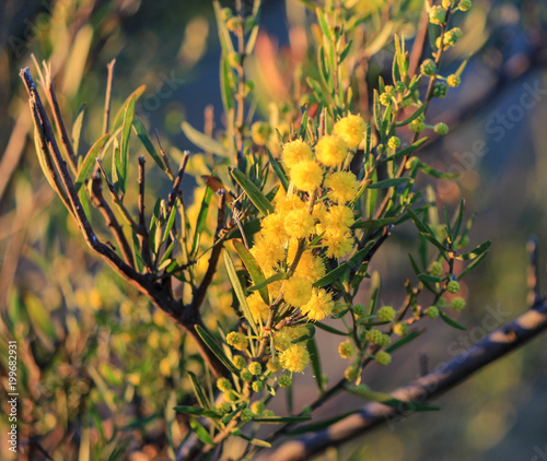 Australian Wattle in the spring