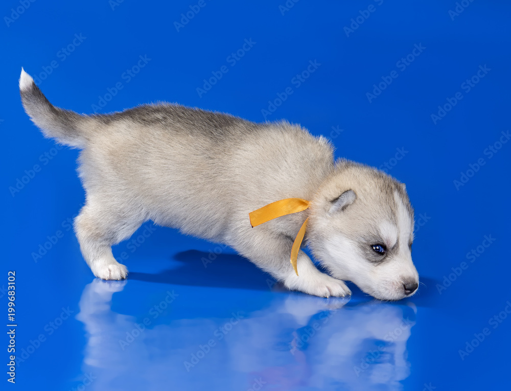 puppy Siberian husky on a blue background puppy Siberian husky on a blue background