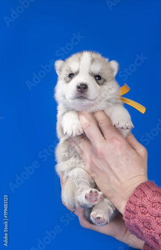 puppy Siberian husky on a blue background © vivienstock
