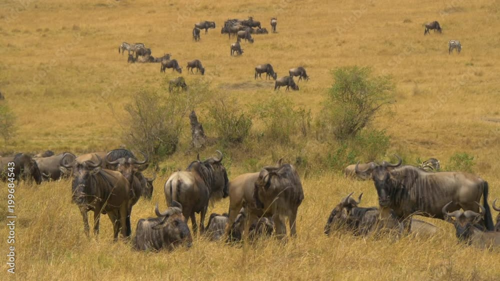 Wildebeests herd in the wilderness Wildebeests herd in the wilderness