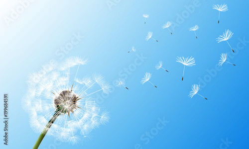 dandelion on blue sky background