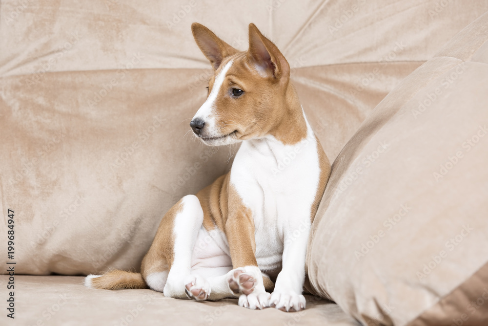 puppy Basenji in Studio puppy Basenji in Studio