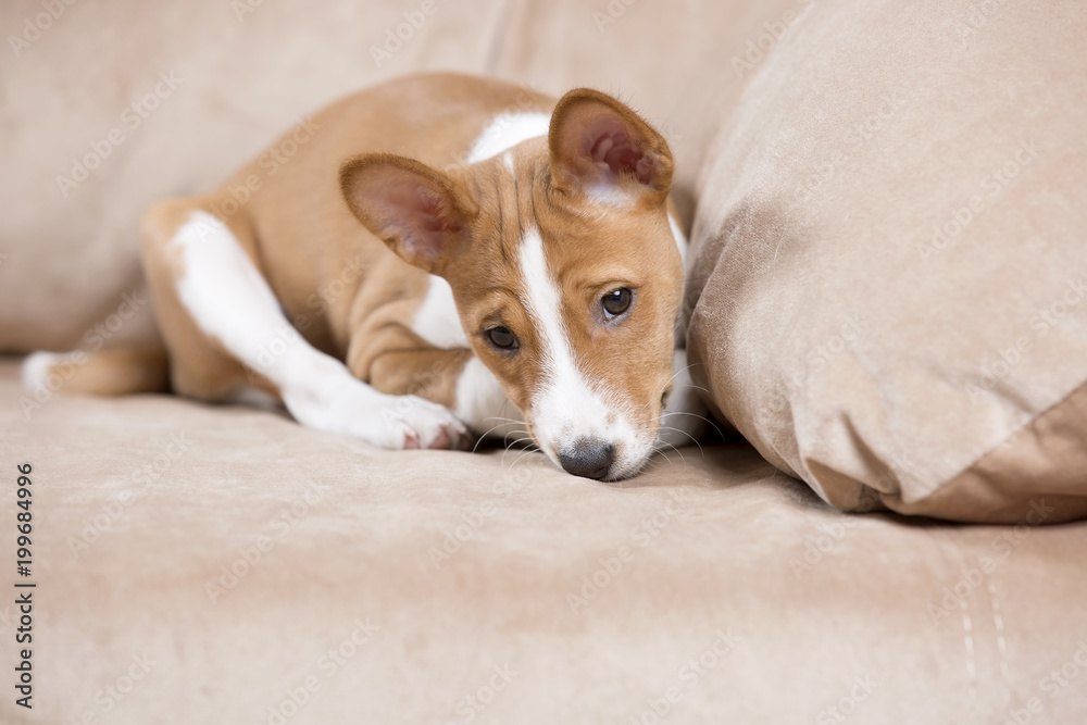 puppy Basenji in Studio puppy Basenji in Studio
