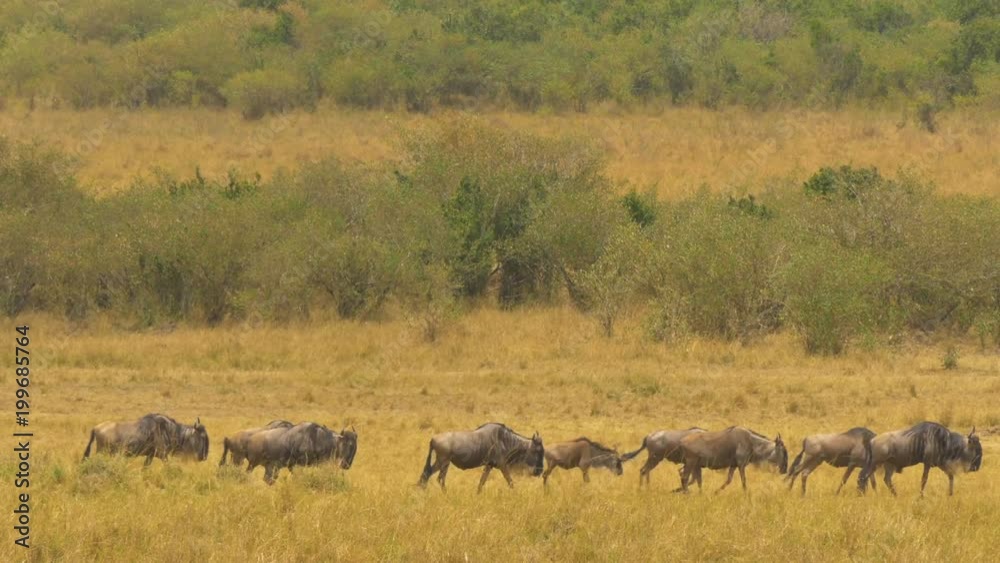 Wildebeests walking in line in Masai Mara Wildebeests walking in line in Masai Mara