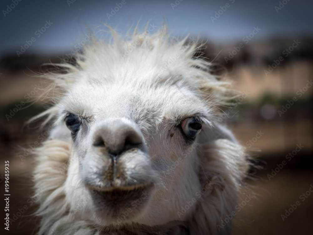 Fototapeta premium Alpaca Farm- Mizpe Ramon, Israel