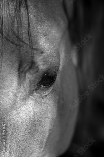 Horse Close Up- Israel © Oren