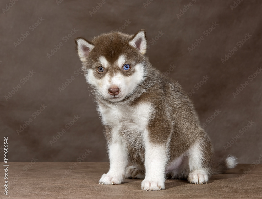 puppy Siberian husky on a brown background puppy Siberian husky on a brown background