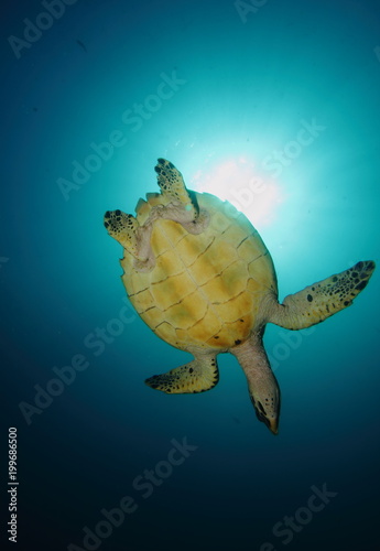 Sea Turtle lit from Below with Sunburst