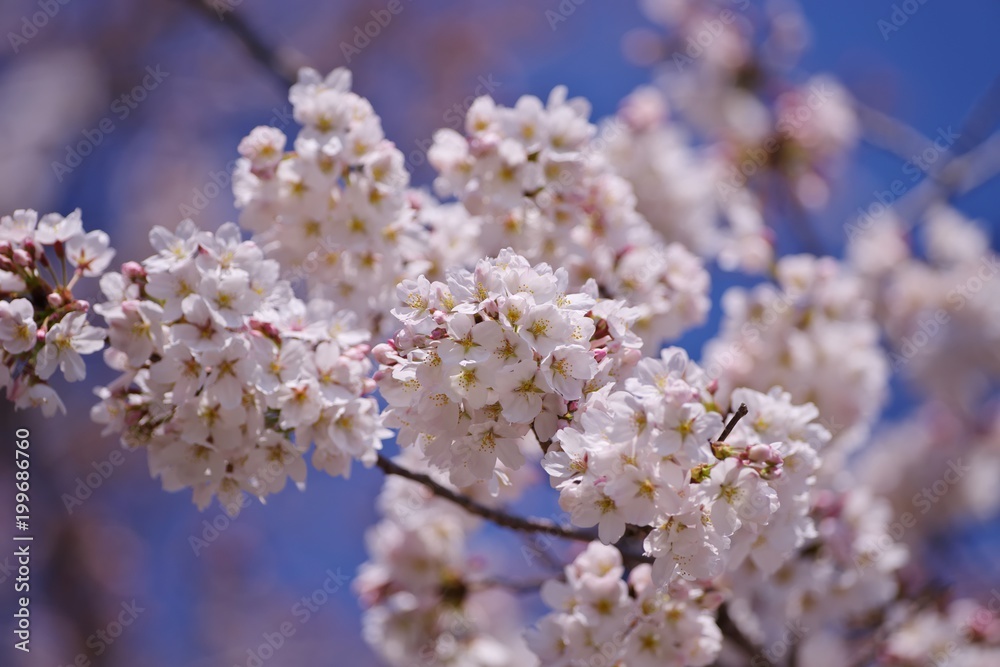 Cherry blossoms (Someiyoshino)

