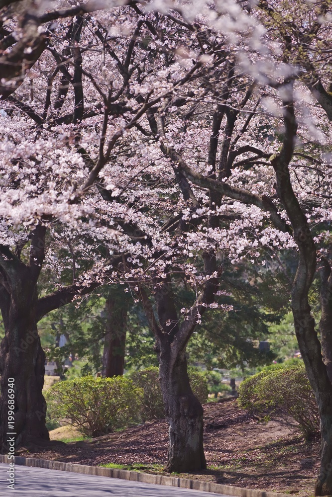 Obraz premium Cherry blossoms (Someiyoshino) 