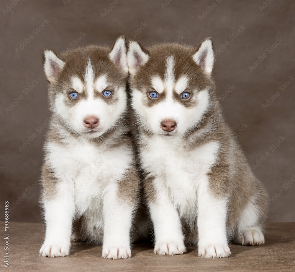 puppy Siberian husky on a brown background puppy Siberian husky on a brown background