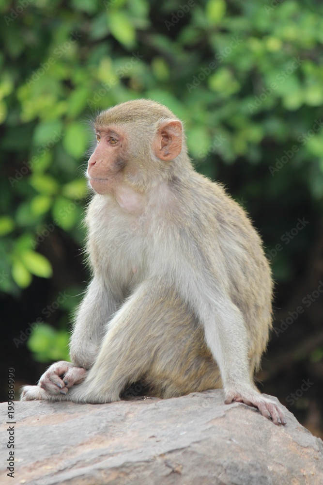 Monkey,  it is in the park at Thailand.