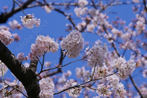 Cherry blossoms (Someiyoshino) 