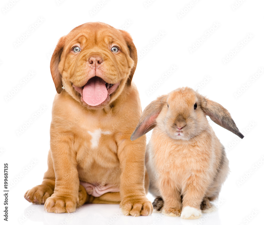 Happy dog and rabbit sitting together. Isolated on white background Happy dog and rabbit sitting together. Isolated on white background