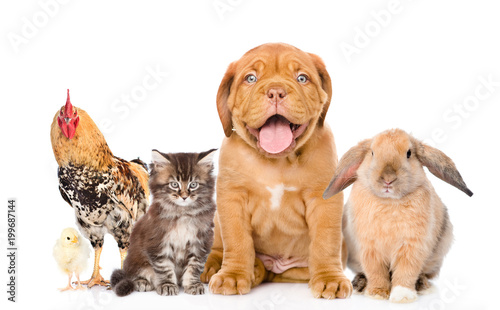 Group of pets together in front view