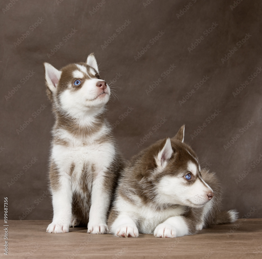 puppy Siberian husky on a brown background