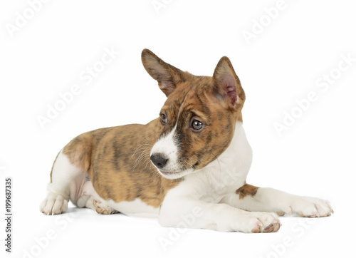 Basenji puppy in Studio on white background