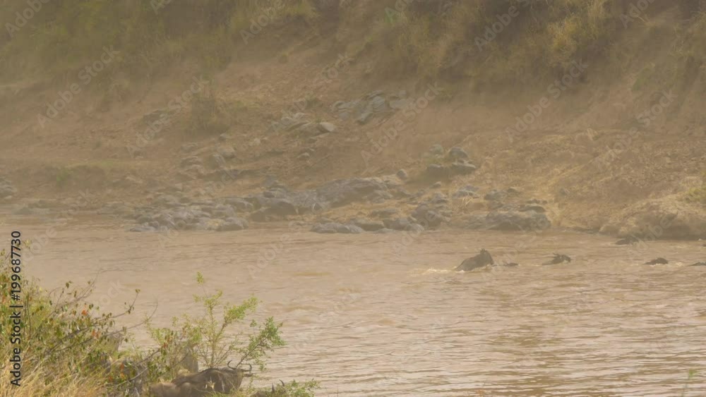 Few gnus crossing Mara River Few gnus crossing Mara River