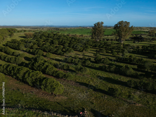 Aerial view on a field with pine trees. With a road in background