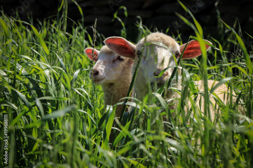 Fototapeta Naklejka Na Ścianę i Meble -  Two young sheep in the grass