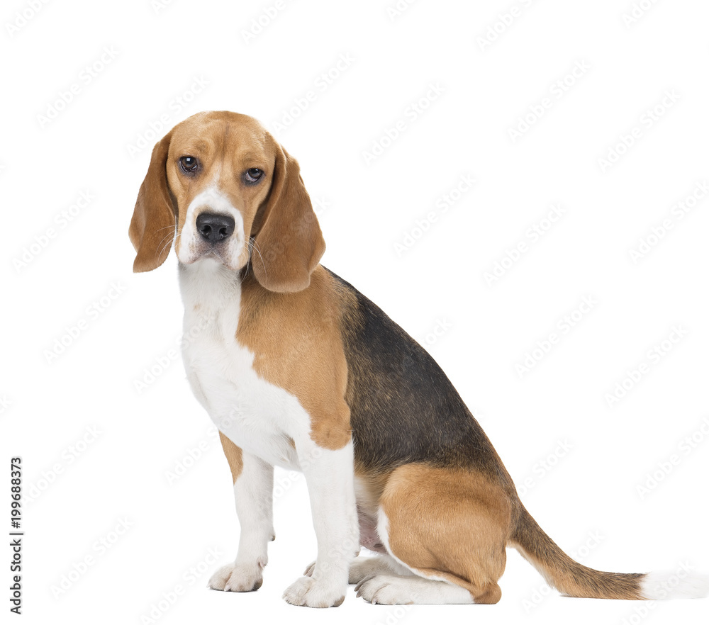 cute beagle dog isolated on white background