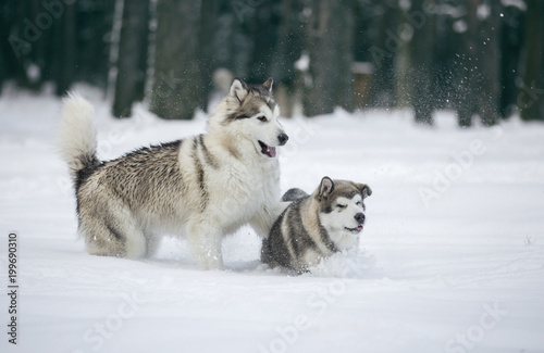 Alaskan Malamute in nature