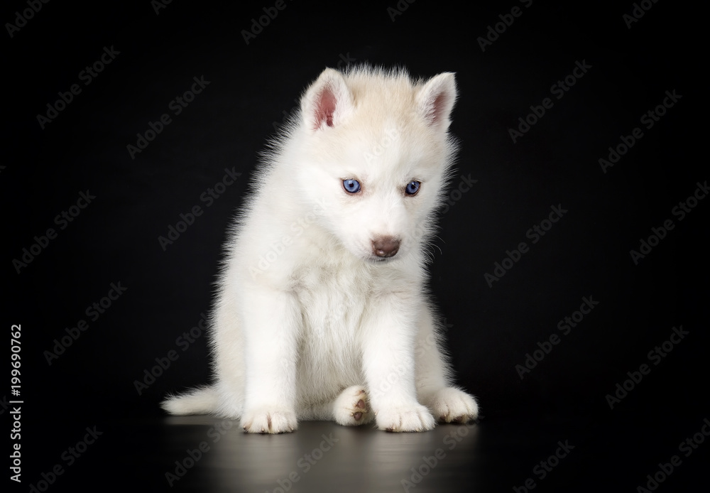 Puppy Siberian husky on a black background Puppy Siberian husky on a black background