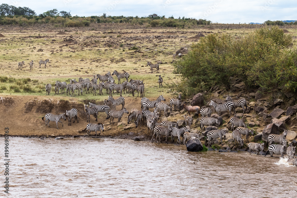 Water barrier on the path of great migration. Masai Mara, Kenya Water barrier on the path of great migration. Masai Mara, Kenya