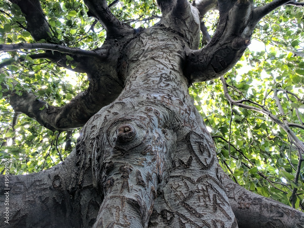 Carved Love Tree