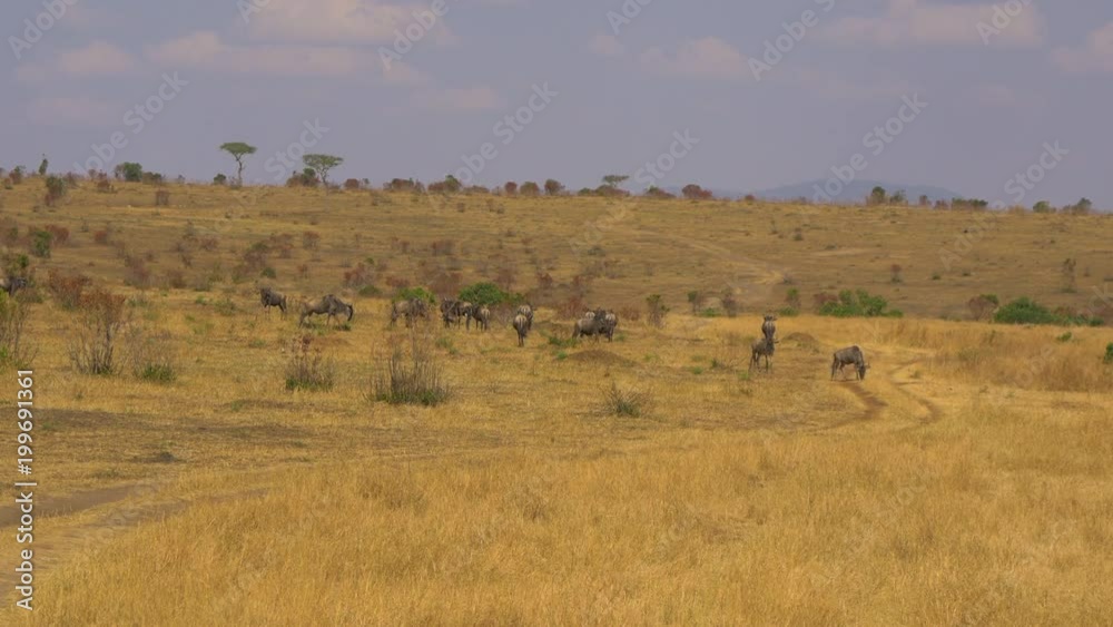 Gnus walking on dry plains Gnus walking on dry plains