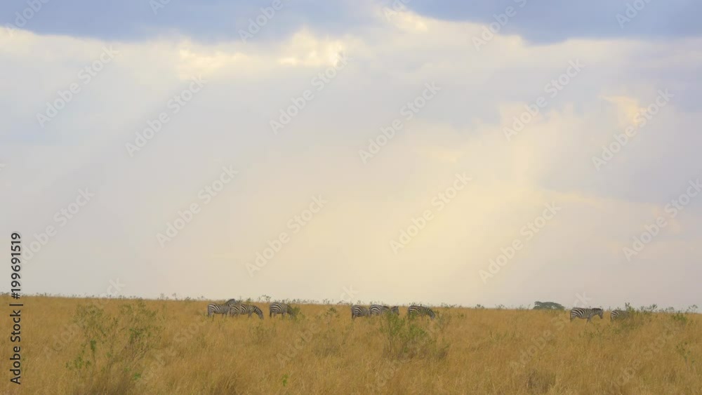 Zebras grazing in Maasai Mara National Reserve Zebras grazing in Maasai Mara National Reserve