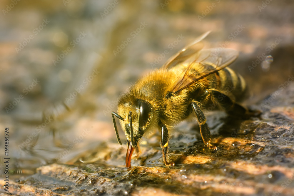 Macro photo bee that drinks water in springtime. Insects and water. Macro photo bee that drinks water in springtime. Insects and water.