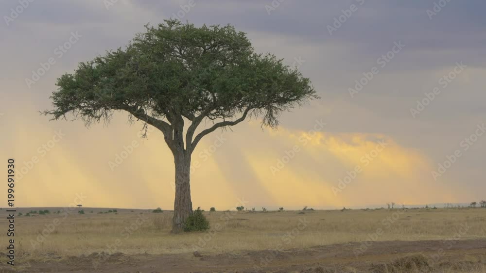 Acacia tree on the grassland of Masai Mara Acacia tree on the grassland of Masai Mara