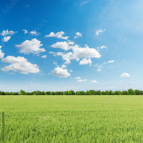 green agriculture field and blue sky with clouds