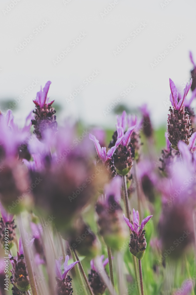 Naklejka premium Lavender Flowers. Flowers texture in a field