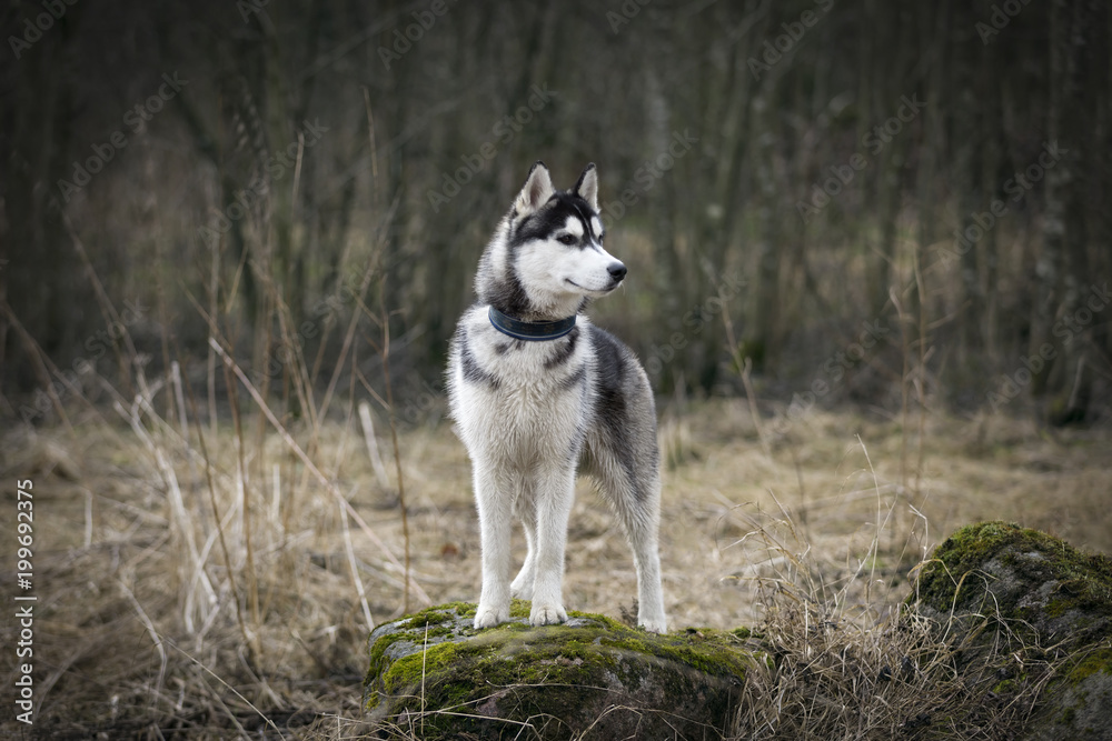 dog breed Siberian Husky in a dark forest