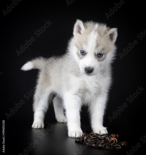 Puppy Siberian husky on a black background © vivienstock
