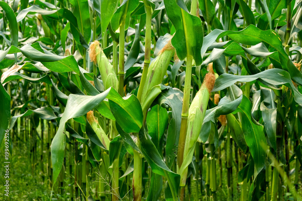 green field of corn growing up in farm green field of corn growing up in farm