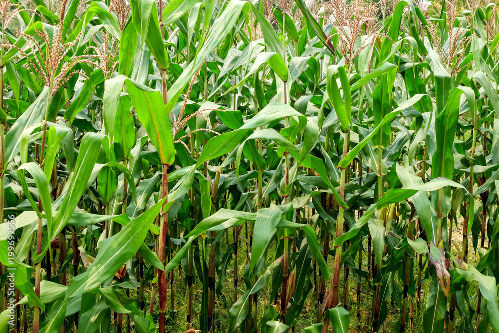 green field of corn growing up in farm green field of corn growing up in farm