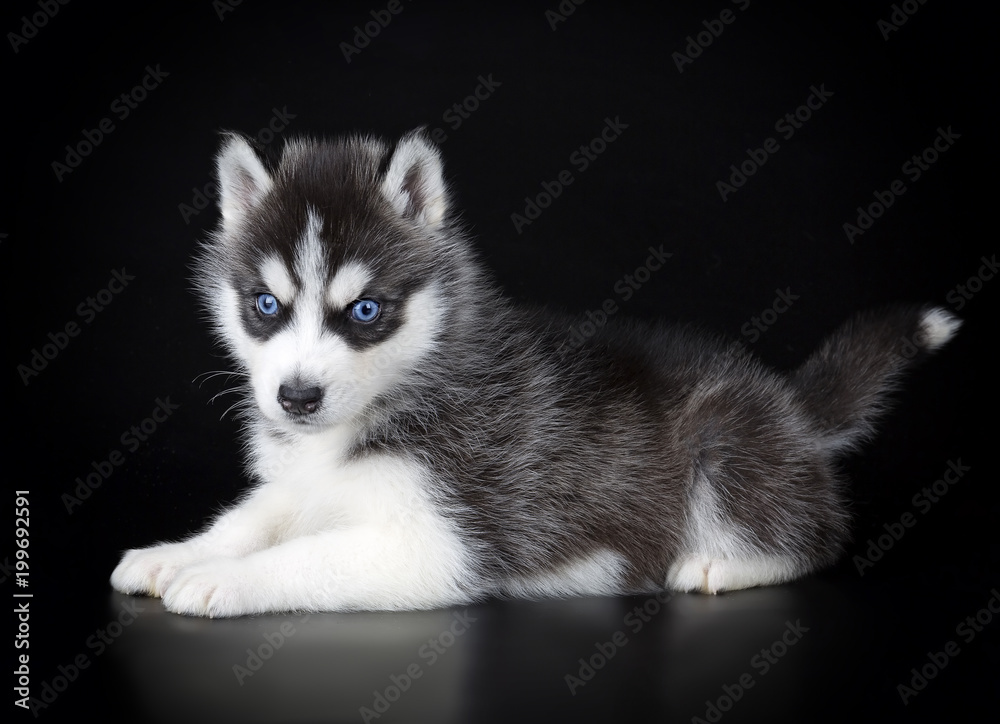 Puppy Siberian husky on a black background