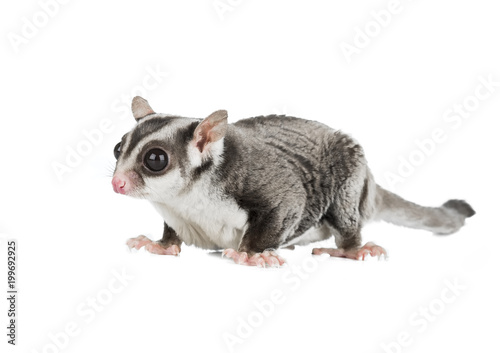 sugar possum isolated on white background
