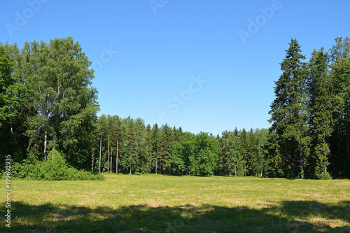 Glade in the forest