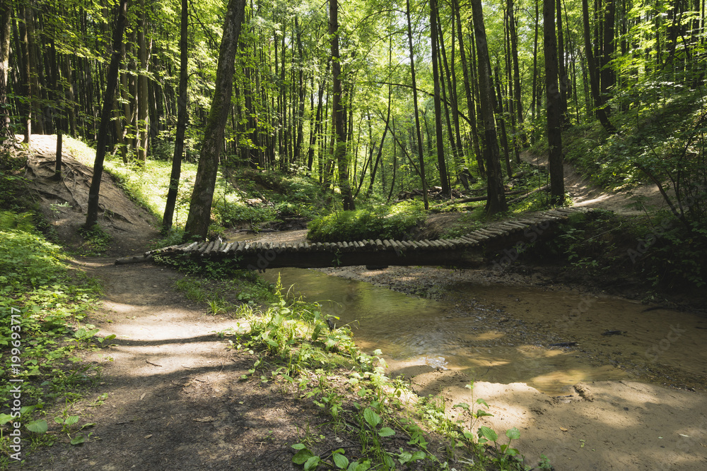 Obraz premium A brook in a dense forest.