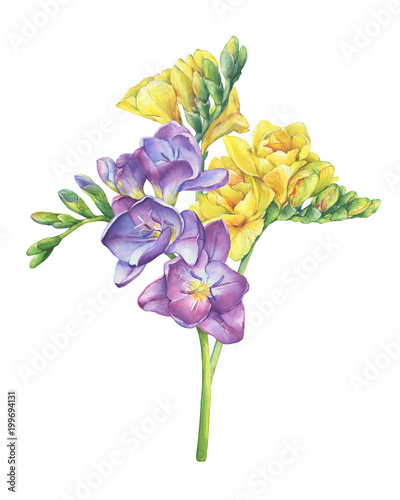 Bouquet of branches violet and yellow freesia flowers with buds (Perennial plant Freesia Serrada). Floral botanical picture. Hand drawn watercolor painting illustration isolated on white background. photo